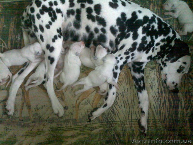 Далматинцы. Продам щенков. Родились 16.09.2012г. Чистокровные.Продаются с 16.10. - <ro>Изображение</ro><ru>Изображение</ru> #5, <ru>Объявление</ru> #763153