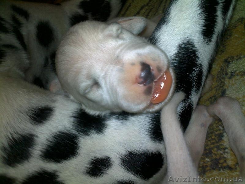 Далматинцы. Продам щенков. Родились 16.09.2012г. Чистокровные.Продаются с 16.10. - <ro>Изображение</ro><ru>Изображение</ru> #7, <ru>Объявление</ru> #763153