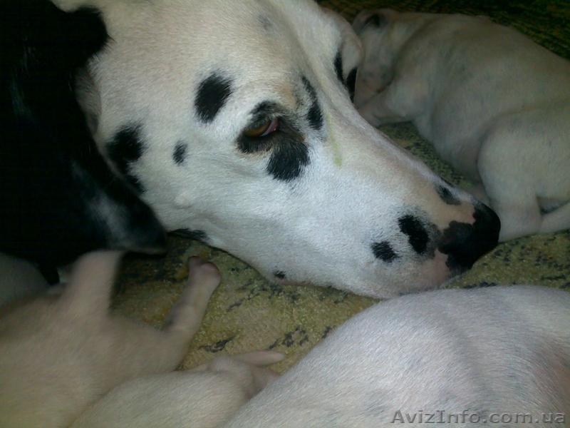 Далматинцы. Продам щенков. Родились 16.09.2012г. Чистокровные.Продаются с 16.10. - <ro>Изображение</ro><ru>Изображение</ru> #8, <ru>Объявление</ru> #763153