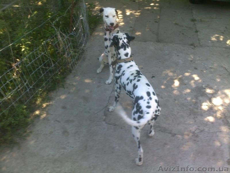 Далматинцы. Продам щенков. Родились 16.09.2012г. Чистокровные.Продаются с 16.10. - <ro>Изображение</ro><ru>Изображение</ru> #1, <ru>Объявление</ru> #763153