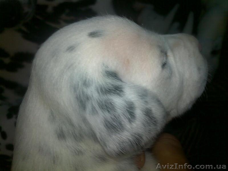 Далматинцы. Продам щенков. Родились 16.09.2012г.  - <ro>Изображение</ro><ru>Изображение</ru> #4, <ru>Объявление</ru> #768912