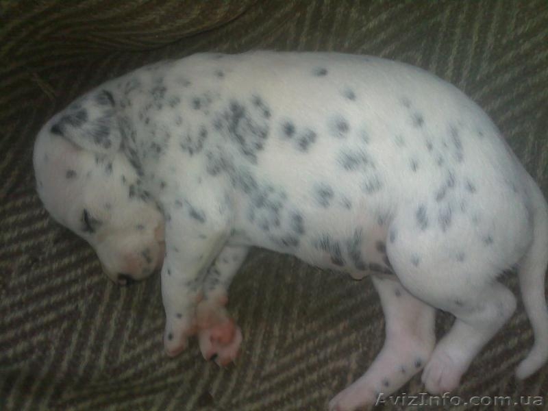 Далматинцы. Продам щенков. Родились 16.09.2012г.  - <ro>Изображение</ro><ru>Изображение</ru> #5, <ru>Объявление</ru> #768912