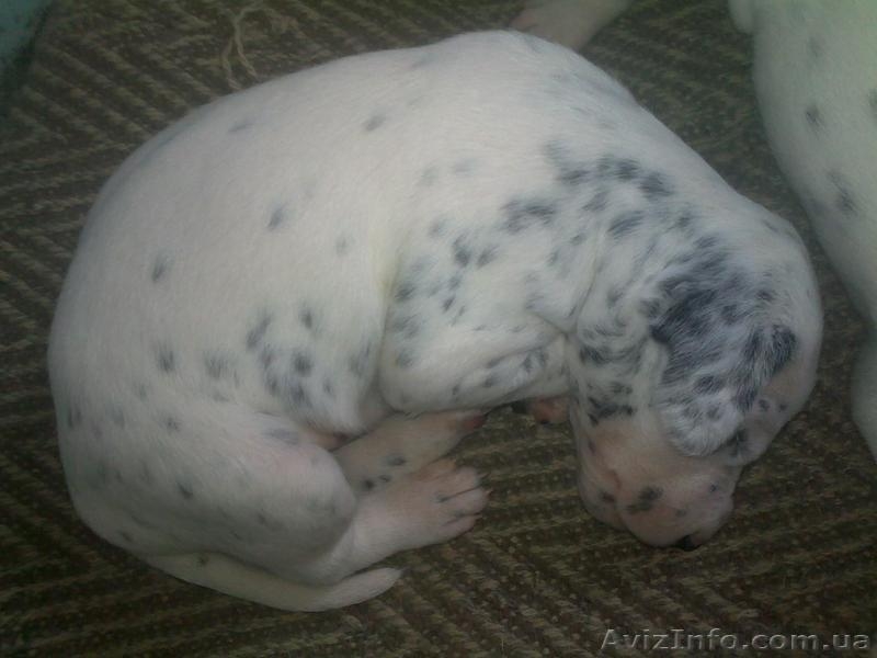 Далматинцы. Продам щенков. Родились 16.09.2012г.  - <ro>Изображение</ro><ru>Изображение</ru> #6, <ru>Объявление</ru> #768912