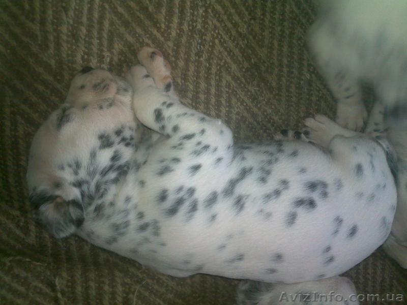 Далматинцы. Продам щенков. Родились 16.09.2012г.  - <ro>Изображение</ro><ru>Изображение</ru> #7, <ru>Объявление</ru> #768912