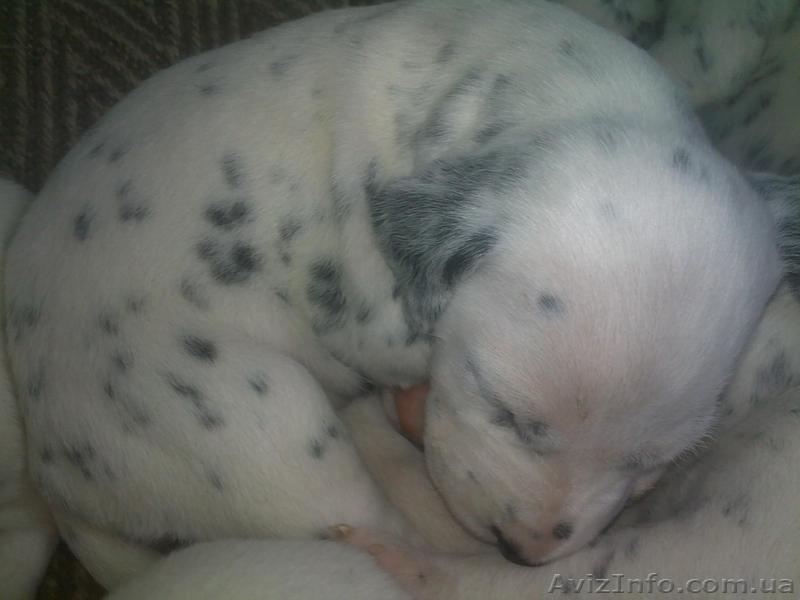 Далматинцы. Продам щенков. Родились 16.09.2012г.  - <ro>Изображение</ro><ru>Изображение</ru> #8, <ru>Объявление</ru> #768912