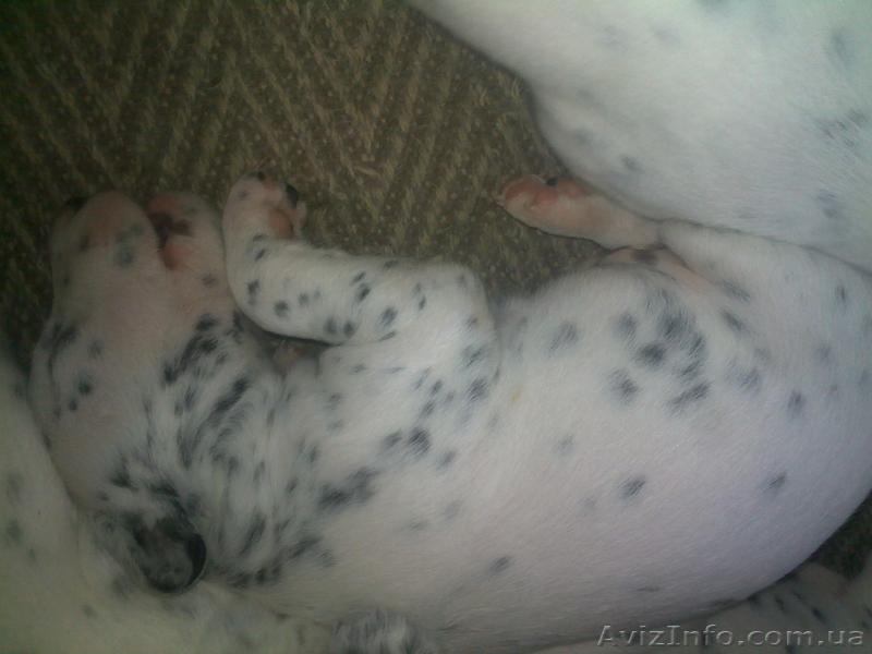Далматинцы. Продам щенков. Родились 16.09.2012г.  - <ro>Изображение</ro><ru>Изображение</ru> #1, <ru>Объявление</ru> #768912