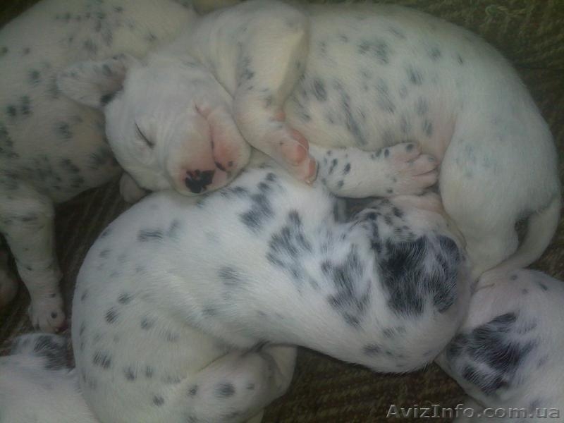 Далматинцы. Продам щенков. Родились 16.09.2012г.  - <ro>Изображение</ro><ru>Изображение</ru> #9, <ru>Объявление</ru> #768912