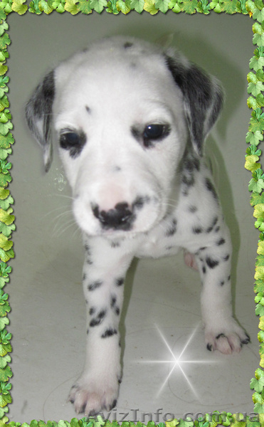 Далматинцы. Продам щенков. - <ro>Изображение</ro><ru>Изображение</ru> #1, <ru>Объявление</ru> #774976