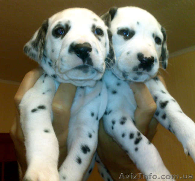 далматин, бесплатная доставка: Харьков, Киев, Одесса, Днепропетровск, Донецк, За - <ro>Изображение</ro><ru>Изображение</ru> #3, <ru>Объявление</ru> #773192