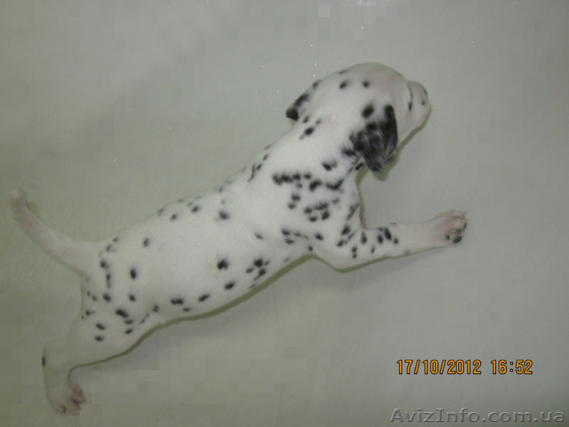 Далматинцы. Продам щенков. - <ro>Изображение</ro><ru>Изображение</ru> #4, <ru>Объявление</ru> #774976