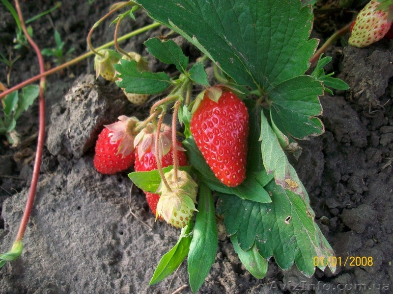 земляника , ежевика, малина. - <ro>Изображение</ro><ru>Изображение</ru> #3, <ru>Объявление</ru> #556376