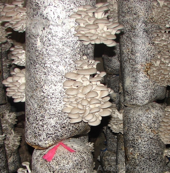 мицелий вешенки Полтава - <ro>Изображение</ro><ru>Изображение</ru> #1, <ru>Объявление</ru> #775247