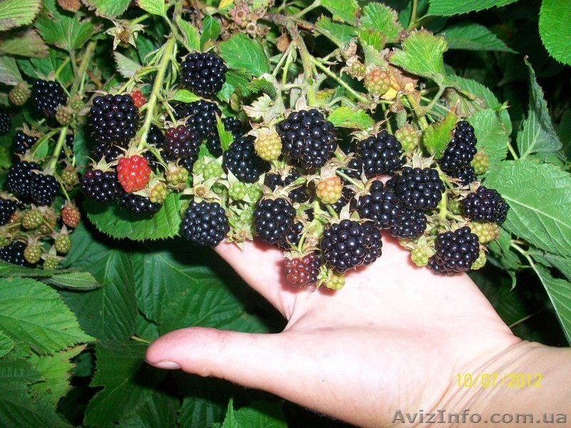 земляника , ежевика, малина. - <ro>Изображение</ro><ru>Изображение</ru> #8, <ru>Объявление</ru> #556376