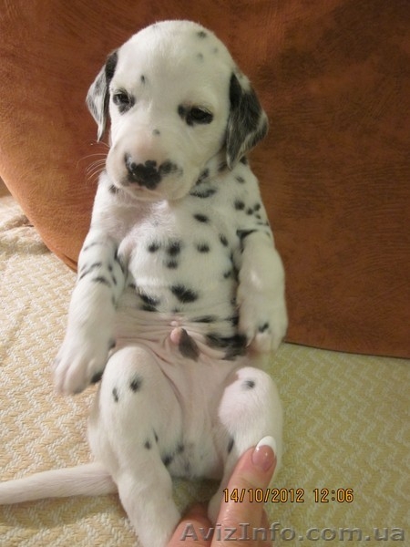 далматин, бесплатная доставка: Харьков, Киев, Одесса, Днепропетровск, Донецк, За - <ro>Изображение</ro><ru>Изображение</ru> #4, <ru>Объявление</ru> #773192