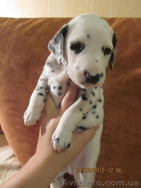 далматин, бесплатная доставка: Харьков, Киев, Одесса, Днепропетровск, Донецк, За - <ro>Изображение</ro><ru>Изображение</ru> #5, <ru>Объявление</ru> #773192
