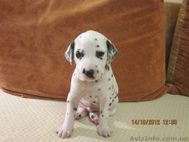 далматин, бесплатная доставка: Харьков, Киев, Одесса, Днепропетровск, Донецк, За - <ro>Изображение</ro><ru>Изображение</ru> #7, <ru>Объявление</ru> #773192