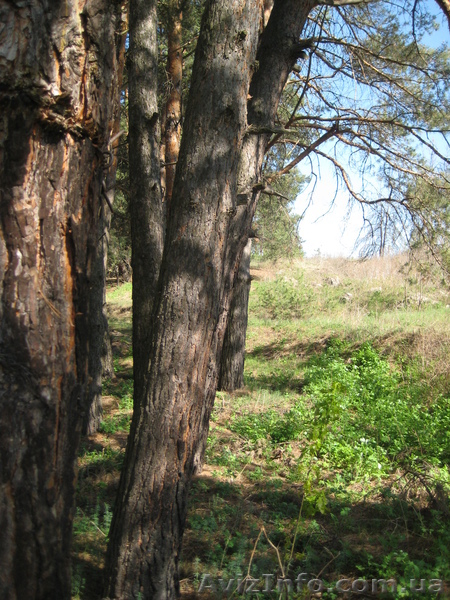 Продам  земельну  ділянку  с.Клюшники - <ro>Изображение</ro><ru>Изображение</ru> #2, <ru>Объявление</ru> #772518