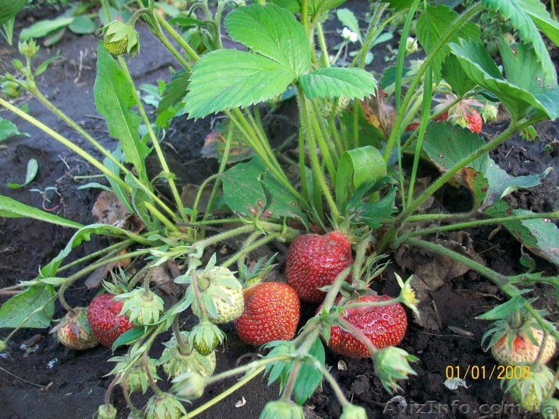 земляника , ежевика, малина. - <ro>Изображение</ro><ru>Изображение</ru> #4, <ru>Объявление</ru> #556376