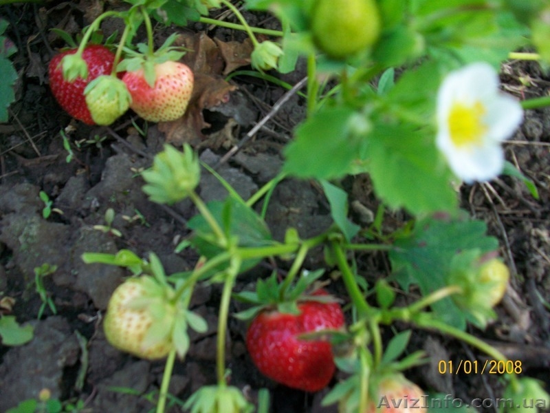 земляника , ежевика, малина. - <ro>Изображение</ro><ru>Изображение</ru> #6, <ru>Объявление</ru> #556376