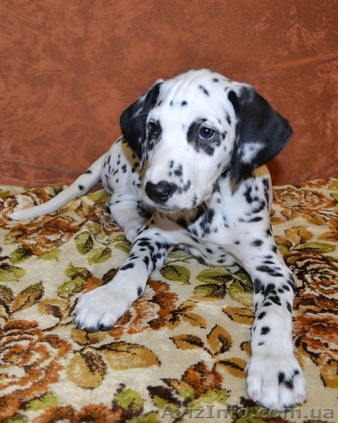 Далматин не оставит равнодушным. - <ro>Изображение</ro><ru>Изображение</ru> #1, <ru>Объявление</ru> #783270
