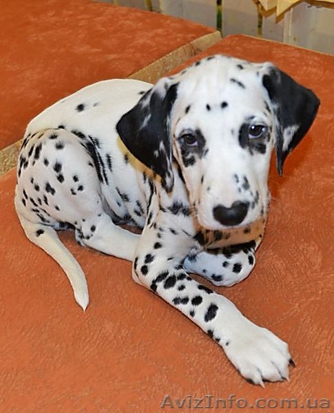 Далматин не оставит равнодушным. - <ro>Изображение</ro><ru>Изображение</ru> #7, <ru>Объявление</ru> #783270