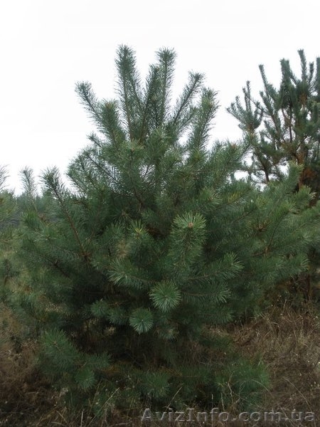 Новогодние сосны, живые елки оптом - <ro>Изображение</ro><ru>Изображение</ru> #1, <ru>Объявление</ru> #788146