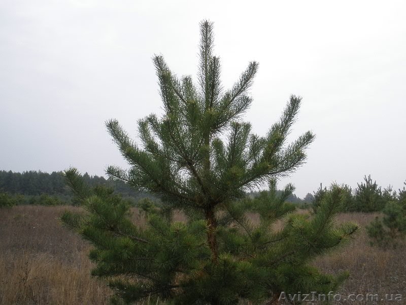 Новогодние сосны, живые елки оптом - <ro>Изображение</ro><ru>Изображение</ru> #2, <ru>Объявление</ru> #788146
