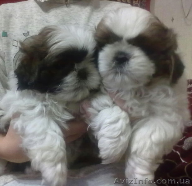 Ищут своего заботливого хозяина очаровательные щеночки породы Ши-тцу. - <ro>Изображение</ro><ru>Изображение</ru> #1, <ru>Объявление</ru> #826085