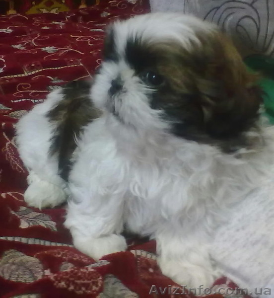 Ищут своего заботливого хозяина очаровательные щеночки породы Ши-тцу. - <ro>Изображение</ro><ru>Изображение</ru> #3, <ru>Объявление</ru> #826085