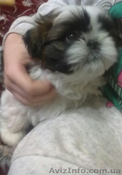 Ищут своего заботливого хозяина очаровательные щеночки породы Ши-тцу. - <ro>Изображение</ro><ru>Изображение</ru> #2, <ru>Объявление</ru> #826085