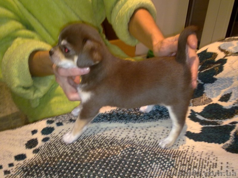 Супер качество! Чихуахуа! - <ro>Изображение</ro><ru>Изображение</ru> #2, <ru>Объявление</ru> #821336