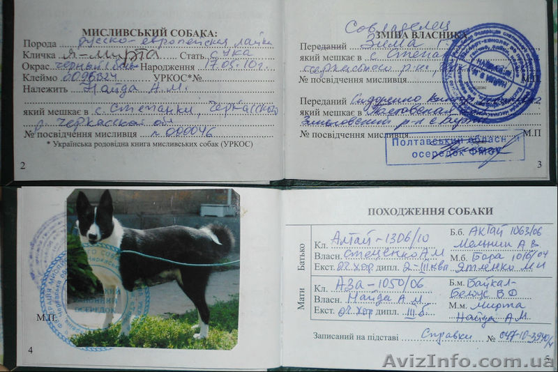 Російсько-європейська лайка дівчинка - <ro>Изображение</ro><ru>Изображение</ru> #2, <ru>Объявление</ru> #820715