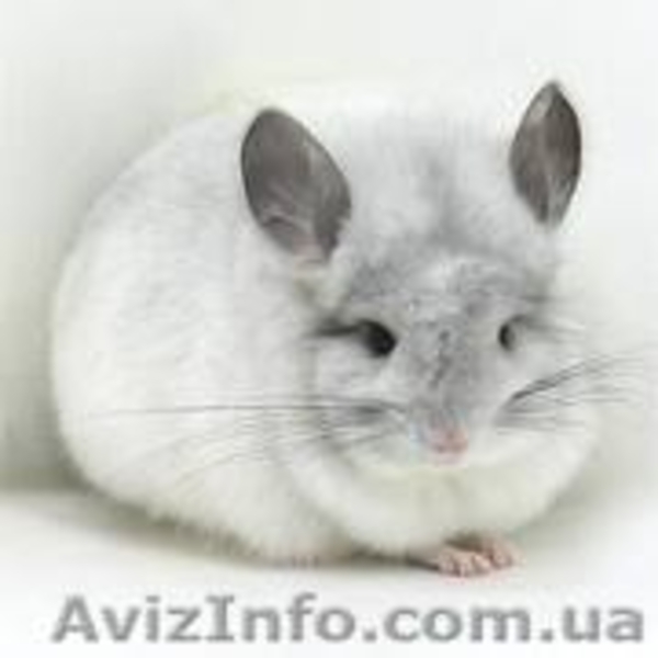 Продам Шиншилл  - <ro>Изображение</ro><ru>Изображение</ru> #4, <ru>Объявление</ru> #831481