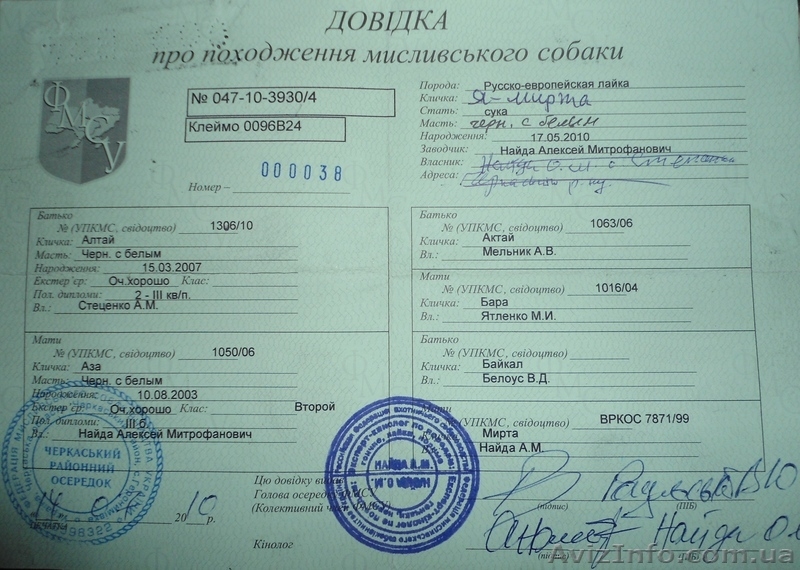 Російсько-європейська лайка дівчинка - <ro>Изображение</ro><ru>Изображение</ru> #3, <ru>Объявление</ru> #820715