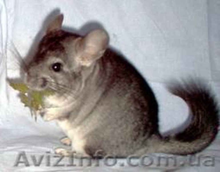 Продам Шиншилл  - <ro>Изображение</ro><ru>Изображение</ru> #3, <ru>Объявление</ru> #831481