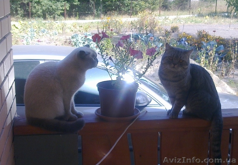 Хорошим людям- плюшевое счастье. - <ro>Изображение</ro><ru>Изображение</ru> #1, <ru>Объявление</ru> #828874