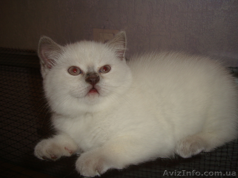 Хорошим людям- плюшевое счастье. - <ro>Изображение</ro><ru>Изображение</ru> #2, <ru>Объявление</ru> #828874