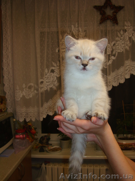 Хорошим людям- плюшевое счастье. - <ro>Изображение</ro><ru>Изображение</ru> #3, <ru>Объявление</ru> #828874