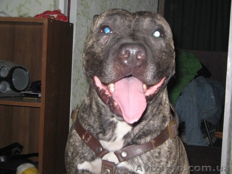 Ищу невесту породы питбуль - <ro>Изображение</ro><ru>Изображение</ru> #2, <ru>Объявление</ru> #870704