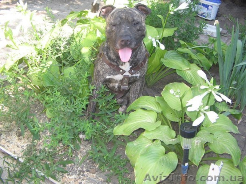 Ищу невесту породы питбуль - <ro>Изображение</ro><ru>Изображение</ru> #1, <ru>Объявление</ru> #870704