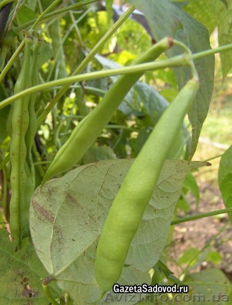 Срочно требуются рабочие на уборку с полей бобов, кукурузы, спаржи - <ro>Изображение</ro><ru>Изображение</ru> #1, <ru>Объявление</ru> #881833