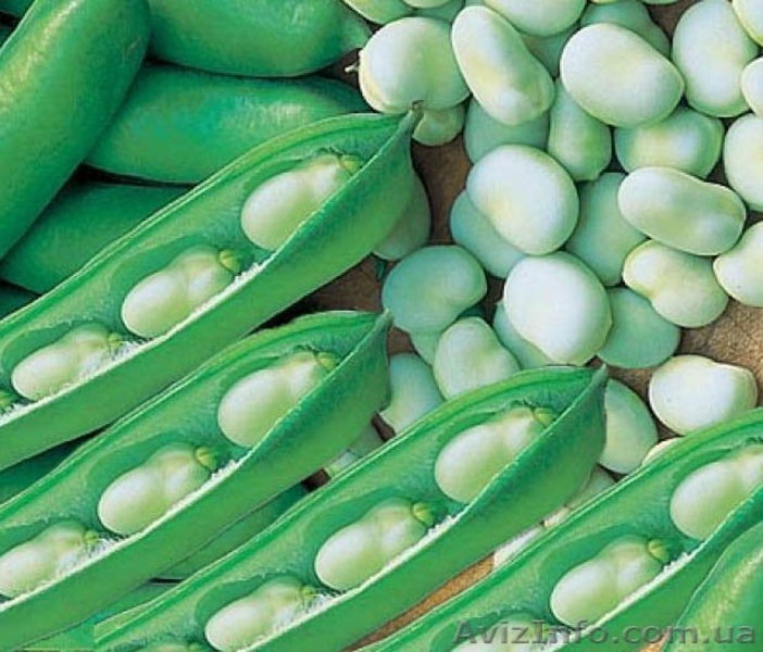 Срочно требуются рабочие на уборку с полей бобов, кукурузы, спаржи - <ro>Изображение</ro><ru>Изображение</ru> #3, <ru>Объявление</ru> #881833