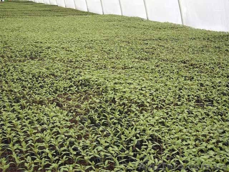 Промышленная Теплица для фермерских хозяйств - <ro>Изображение</ro><ru>Изображение</ru> #3, <ru>Объявление</ru> #879209