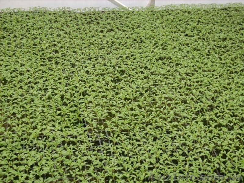 Промышленная Теплица для фермерских хозяйств - <ro>Изображение</ro><ru>Изображение</ru> #4, <ru>Объявление</ru> #879209