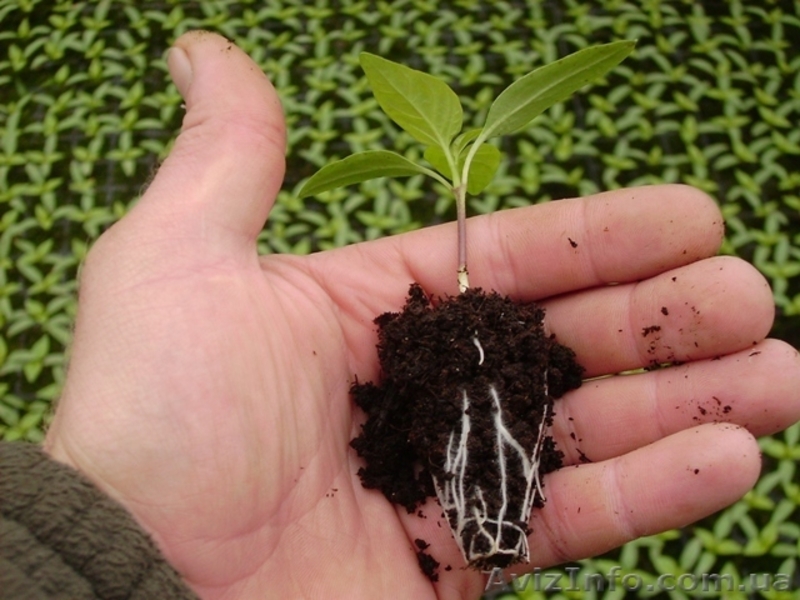 Промышленная Теплица для фермерских хозяйств - <ro>Изображение</ro><ru>Изображение</ru> #5, <ru>Объявление</ru> #879209