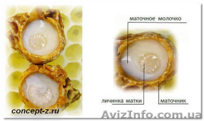 Продам мед и другие продукты пчеловодства со своей пасеки, Полтавская обл. - <ro>Изображение</ro><ru>Изображение</ru> #5, <ru>Объявление</ru> #914412