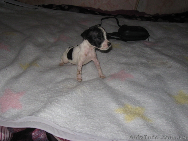 Щенок той-терера 2 мес мальчики і девочки цена 650 грн. - <ro>Изображение</ro><ru>Изображение</ru> #4, <ru>Объявление</ru> #924688