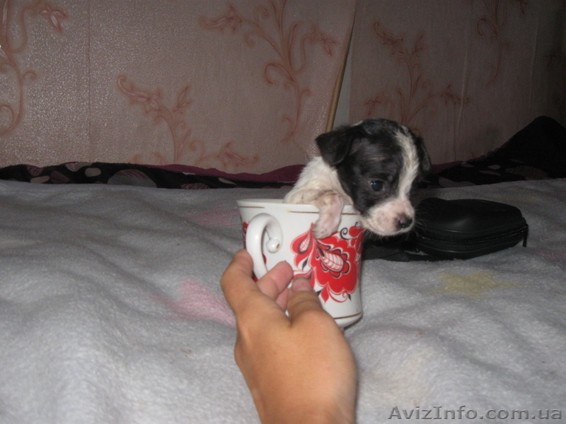 Щенок той-терера 2 мес мальчики і девочки цена 650 грн. - <ro>Изображение</ro><ru>Изображение</ru> #3, <ru>Объявление</ru> #924688