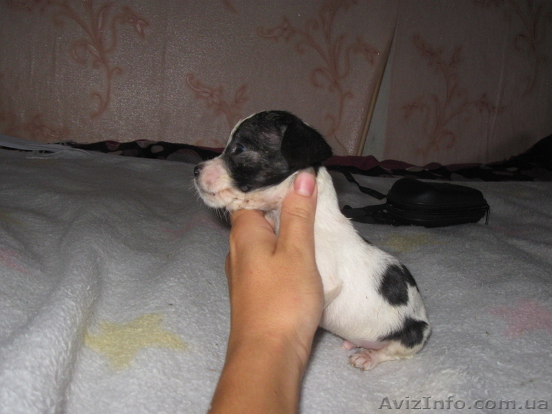 Щенок той-терера 2 мес мальчики і девочки цена 650 грн. - <ro>Изображение</ro><ru>Изображение</ru> #1, <ru>Объявление</ru> #924688