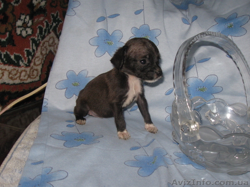 той-тирєр девочка 2 мес. максимальна вага 2 кг. т. 0951060117 800 грн. - <ro>Изображение</ro><ru>Изображение</ru> #5, <ru>Объявление</ru> #924691